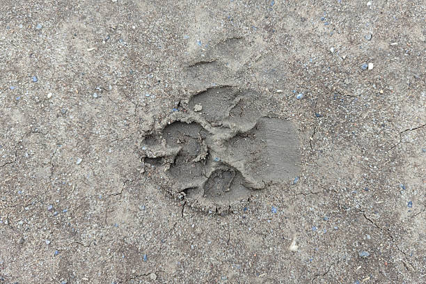 large dog's footprint a fresh imprint on ground. Shape and texture.