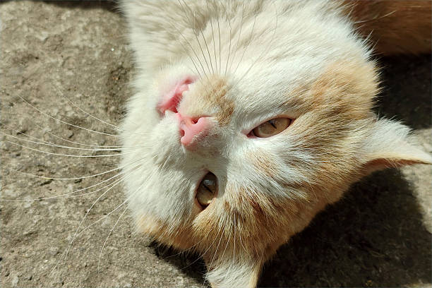 Red cat. A cat with orange fur. A pet enjoys the sun.
