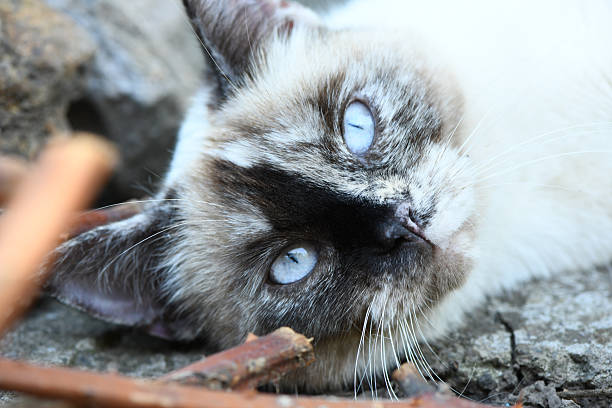 Siamese cat relaxes at home. The cat has a calm and relaxed demeanor.