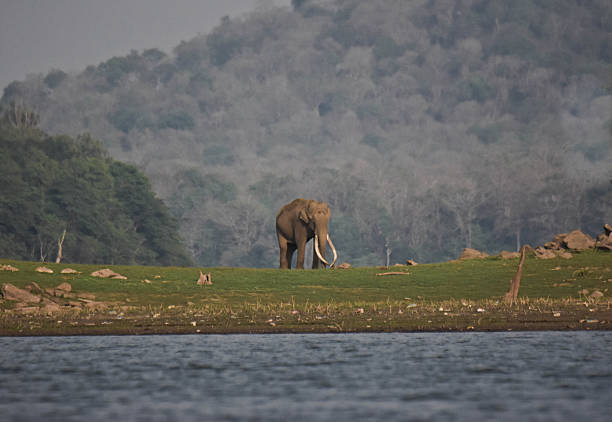 A longshot of an Elephant in the wild forest of India