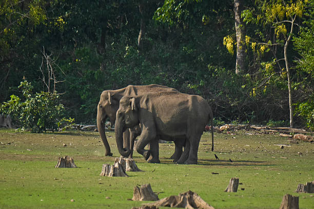 istock Herd of Elephants in the forest 2215731645