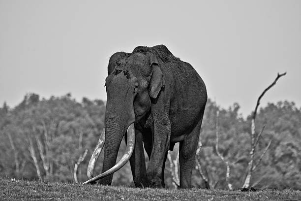 Elephant family in grass from Kenya