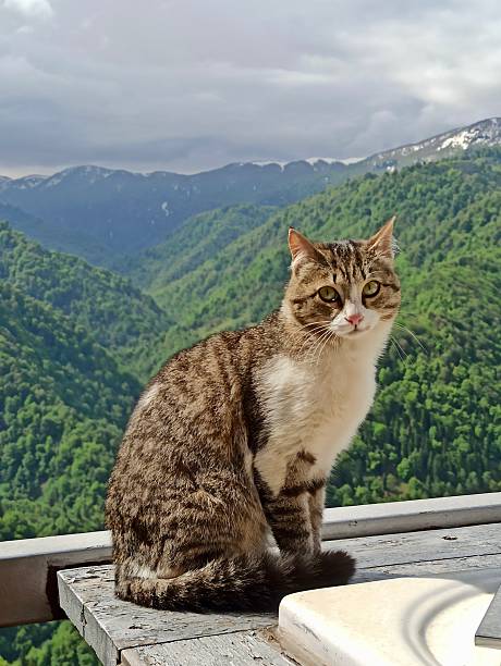 istock Vertical photo of tabby cat sitting against mountain backdrop 2215734822