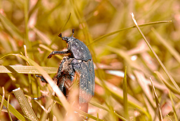 Beetle moving across grassy terrain under sunlight, captured in a peaceful natural setting.