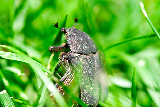 Beetle moving across grassy terrain under sunlight, captured in a peaceful natural setting.