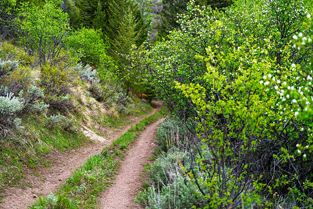 Rural Mountain Road Curve Into Distance - Lush foliage lining doubletrack country dirt road through lush forests in late afternoon backlighting.