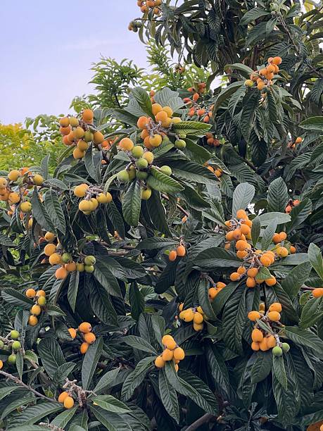 istock Loquats are yellow 2215737180