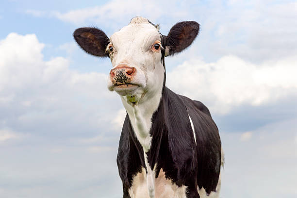istock Cute cow black and white, milker cattle, in front of a blue sky 2215737231