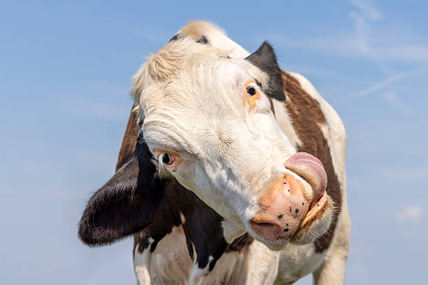 istock Authentic cow with licking  tongue, turning head, headshot blue sky 2215737238