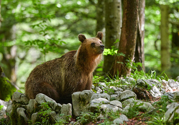istock Wild brown bear (Ursus arctos) close up 2215737724