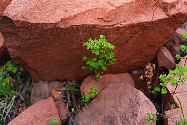 Fresh New Life Growing Out of Red Rocks in Springtime - Nature detail with plant life growing out of rocks. Fresh lush greenery with focus on top of small tree and top of rock.