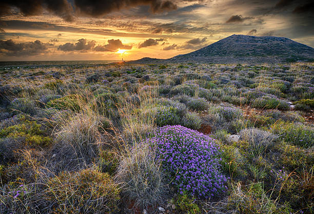 istock Beautiful summer sunset with thyme flowers on first plan 2215738412