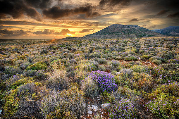 istock Beautiful summer sunset with thyme flowers on first plan 2215738413