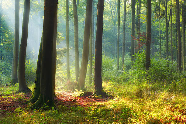 istock Beautiful morning in the forest 2215738460