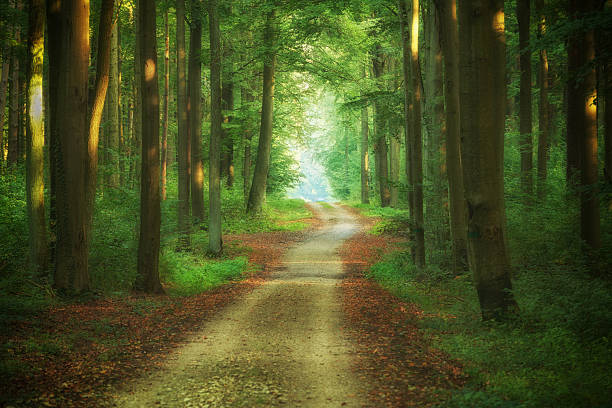istock Beautiful morning in the forest 2215738560
