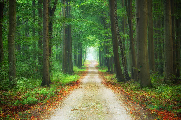 istock Beautiful morning in the forest 2215738620