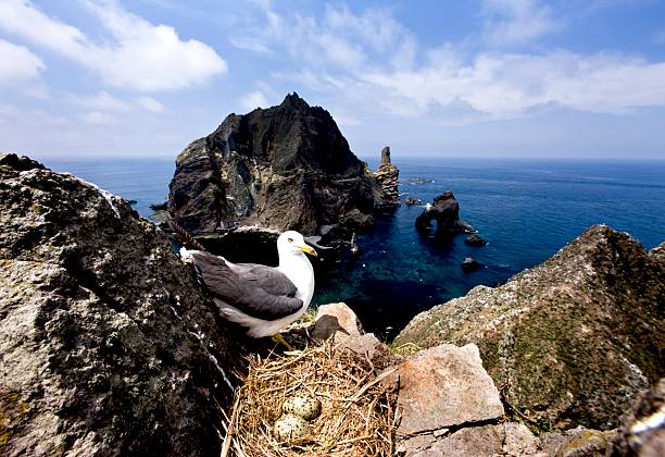 A black-tailed gull with eggs resting on a rocky cliff on Dokdo Island, Korea. Captured in natural habitat near the ocean.
