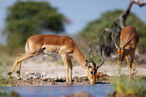 istock Phototrip in the wilderness of Namibia 2215739092