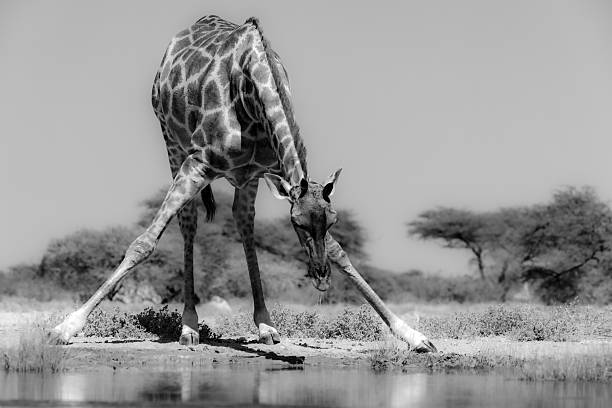 istock Phototrip in the wilderness of Namibia 2215739247