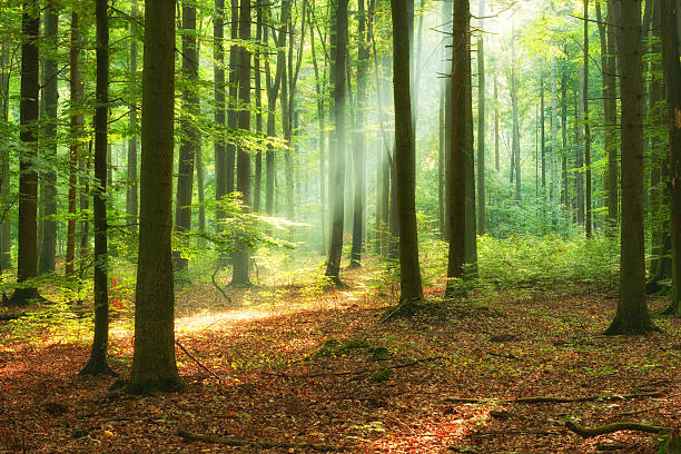 istock Beautiful morning in the forest 2215739490
