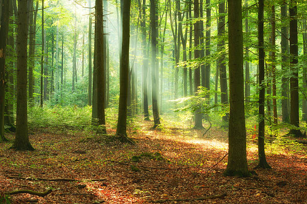 istock Beautiful morning in the forest 2215740180