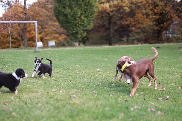 istock A group of dogs playing in a park 2215742282
