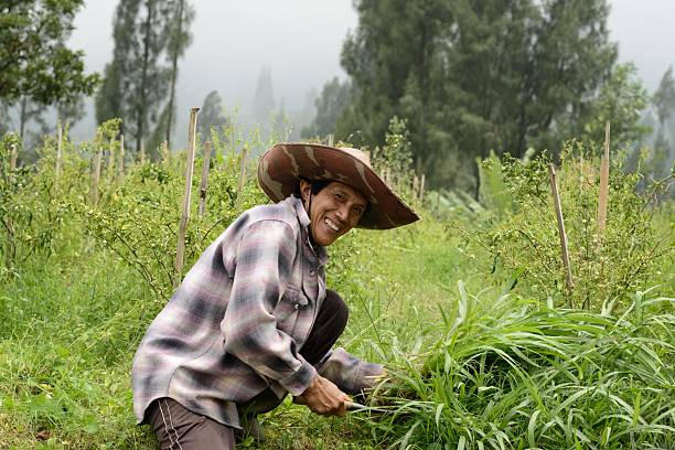 01/17/2018  - Bali, Indonesia: Smiling Balinese farmer wearing a wide hat gathers fresh forage in a mist-covered highland field of Bali, Indonesia, illustrating rural agriculture and sustainable small-scale farming.