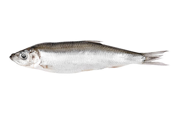 istock fresh fish sprat isolated on white background 2215746881