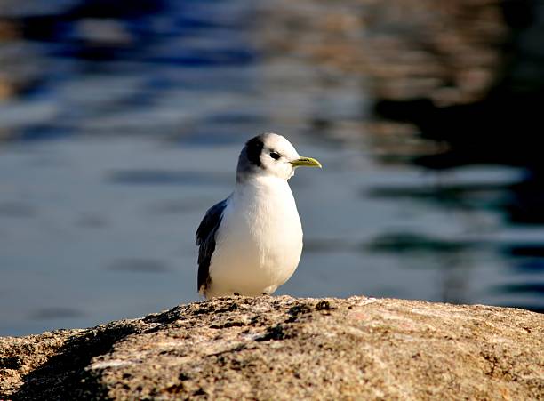 Kittiwake on rock by the sea in Korea