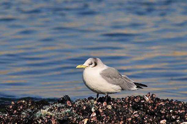 Kittiwake on rock by the sea in Korea