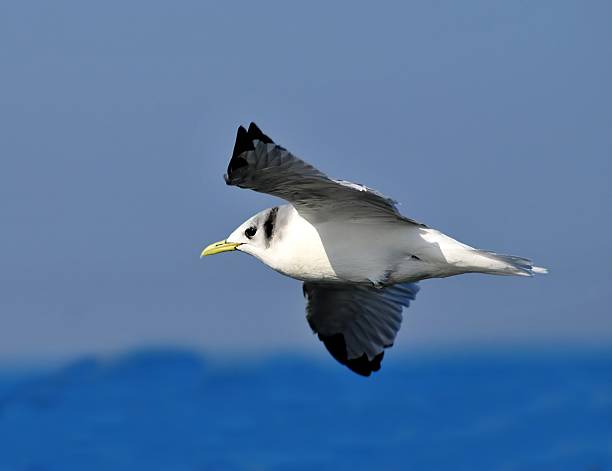 Kittiwake on rock by the sea in Korea