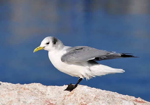 Kittiwake on rock by the sea in Korea