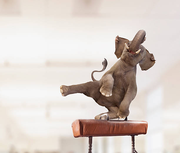 Conceptual image of elephant preforming tricks on balance beam