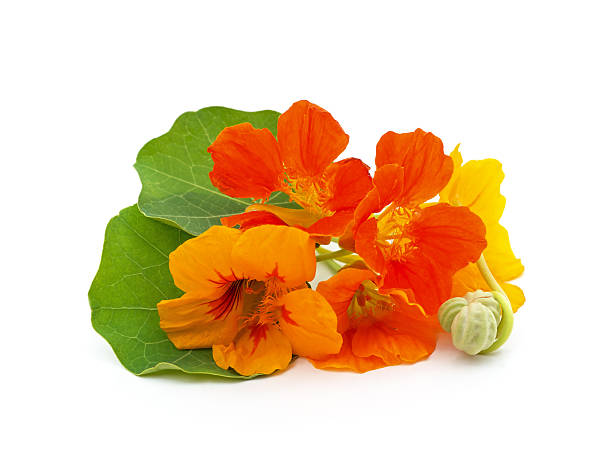 istock Yellow and orange nasturtium with leaves. 2215749958