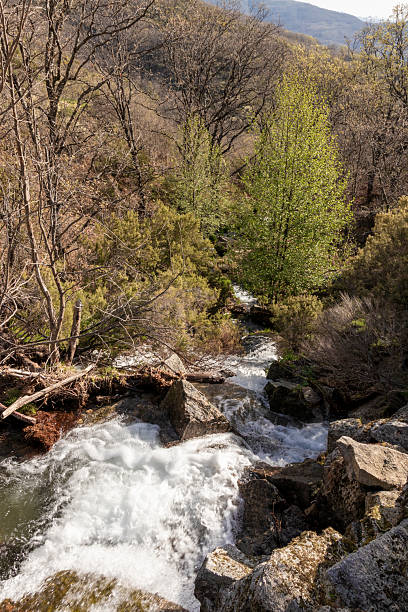 istock Wild mountain river cascading through lush forest landscape 2215750385