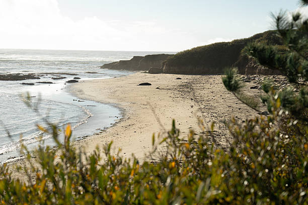 istock Santa Cruz 2215750848