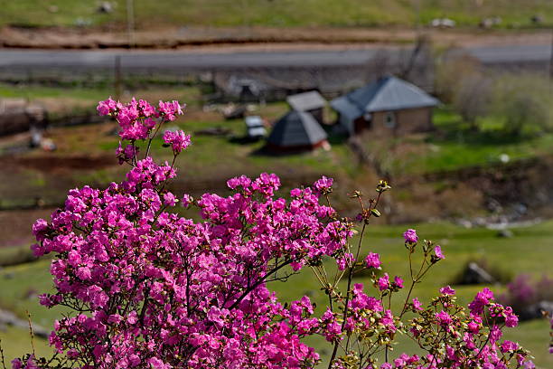 Lesotho rural living homes in the Maluti mountain range.