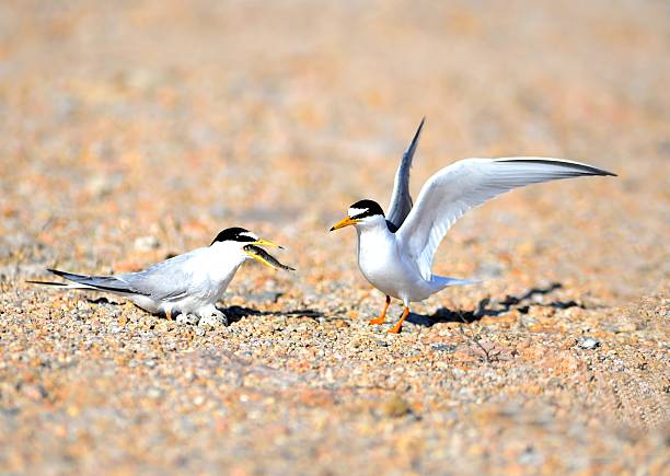 istock Least Tern Male Feeding Female During Nesting on Sandy Ground 2215754543