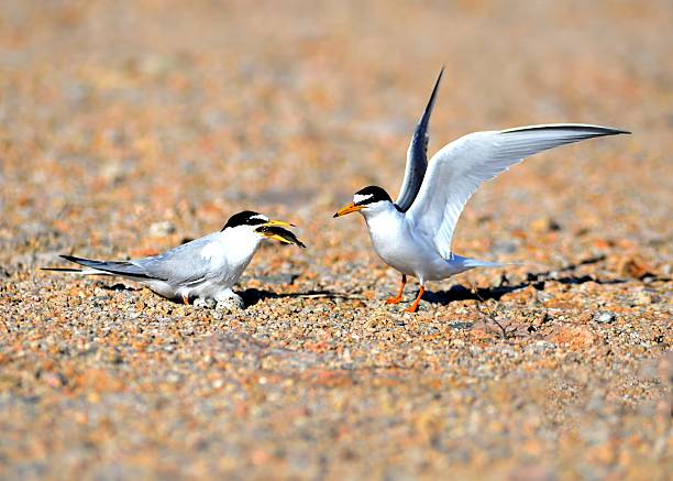 istock Least Tern Male Feeding Female During Nesting on Sandy Ground 2215754555