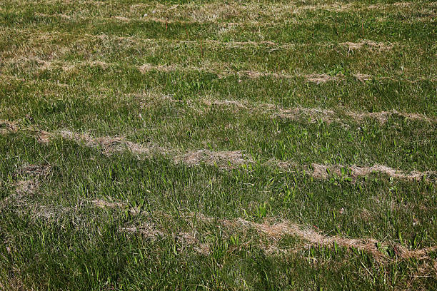 istock Mown grass on a green meadow. 2215754739