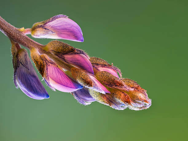 A purple proud lupin flower