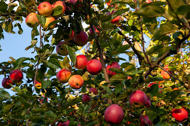 Red apples growing on a tree in a sunlit orchard. Perfect for agricultural, organic food, harvest season, or autumn-themed content related to farming, gardening, or nutrition.