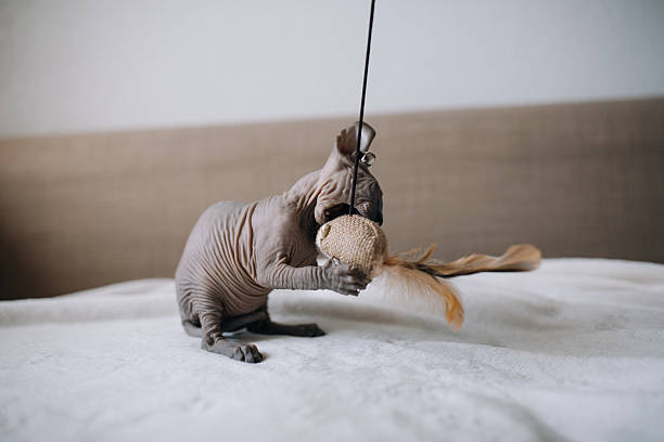 Energetic Canadian Sphynx Kitten Playing Indoors