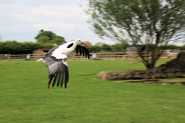 A close up of a White Stork in flight in Bedford