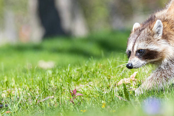 istock American, northern or common raccoon 2215759324