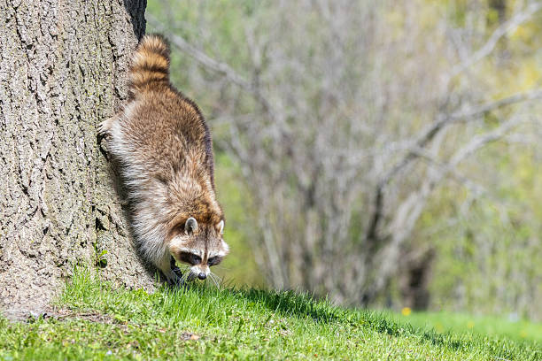 American, northern or common raccoon (also spelled racoon) in spring