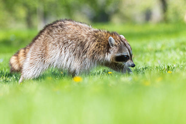istock American, northern or common raccoon 2215759394