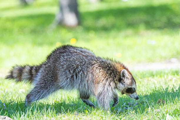 Raccoon in backyard background
