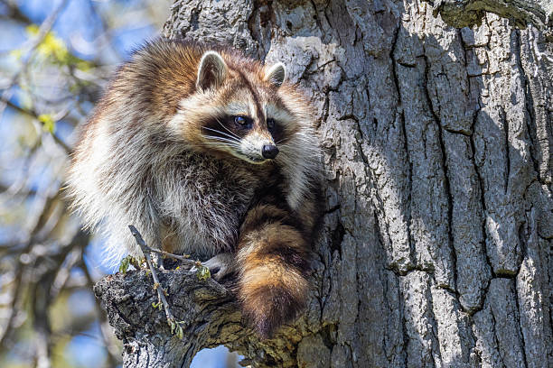 istock American, northern or common raccoon 2215759987