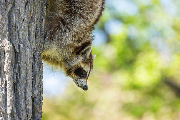 raccoon peeking from a cavity